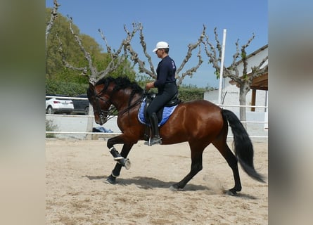 PRE, Stallone, 9 Anni, 169 cm, Baio ciliegia