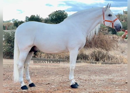 PRE Mix, Stallone, 9 Anni, 171 cm, Grigio