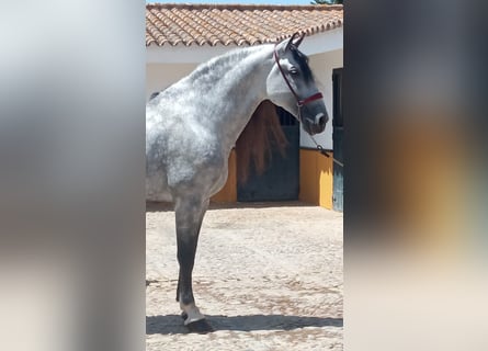 PRE, Stallone, 9 Anni, 177 cm, Grigio pezzato