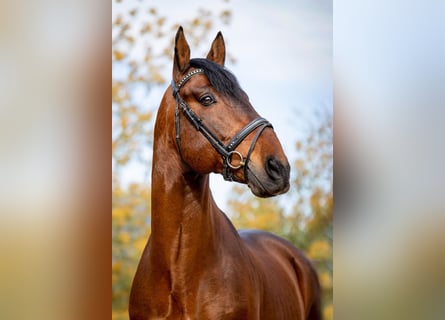 PRE, Stallone, 11 Anni, 173 cm, Baio ciliegia