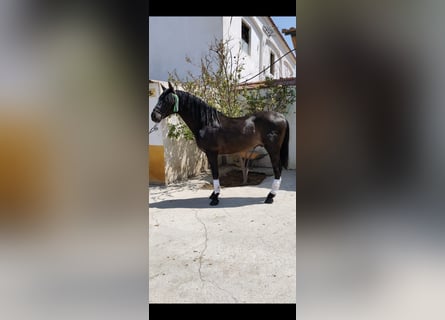 PRE, Stallone, 7 Anni, 160 cm