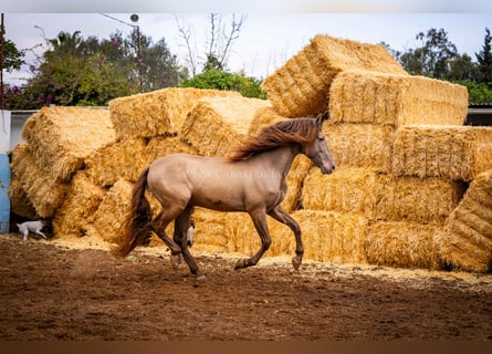 PRE, Stallone, 13 Anni, 161 cm, Champagne