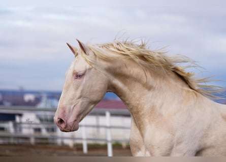 PRE, Stallone, 3 Anni, 170 cm, Cremello