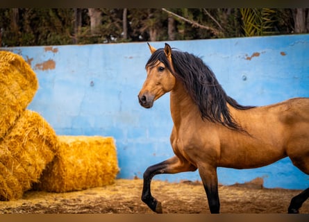 PRE, Stallone, 16 Anni, 163 cm, Falbo