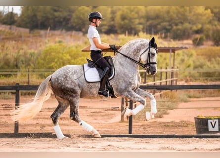 PRE, Stallone, 10 Anni, 173 cm, Grigio