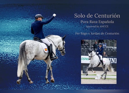 PRE, Stallone, 13 Anni, Grigio