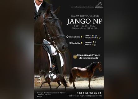 PRE, Stallone, 7 Anni, 172 cm, Morello