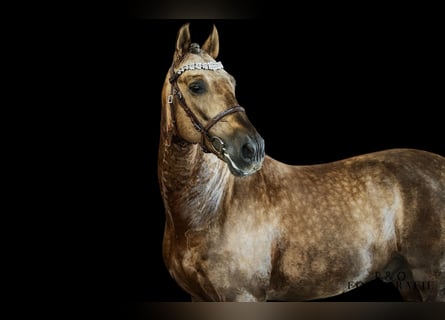 PRE, Stallone, 7 Anni, 164 cm, Palomino