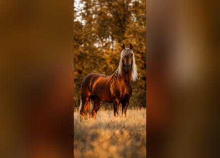 PRE, Stallone, 8 Anni, 164 cm, Palomino