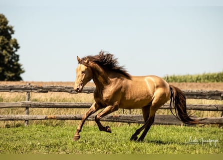 PRE, Stallone, 5 Anni, 165 cm, Pearl