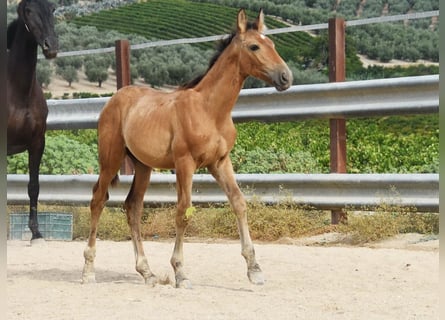 PRE, Stallone, Puledri (05/2026), 162 cm