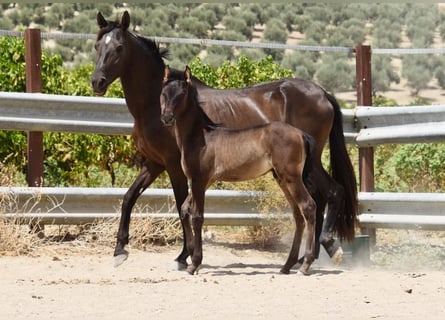 PRE, Stallone, Puledri (06/2025), 163 cm, Morello