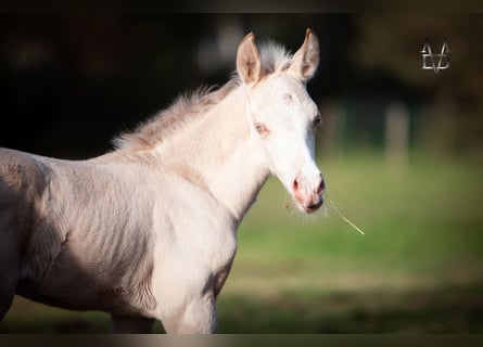 PRE, Stallone, , 165 cm, Falbo