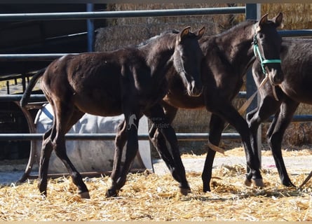 PRE, Stallone, Puledri (06/2025), 165 cm, Morello