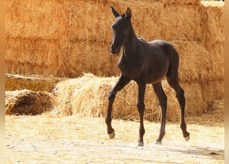 PRE, Stallone, Puledri (06/2025), 165 cm, Morello