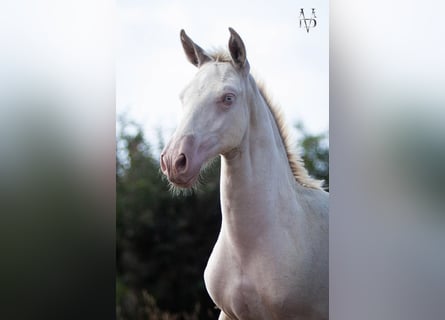 PRE, Stallone, Puledri (01/2026), 165 cm, Perlino