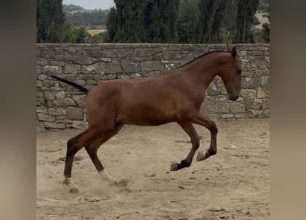 PRE, Stallone, Puledri (01/2025)