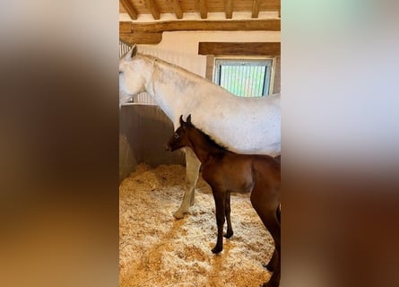 PRE, Stallone, Puledri (04/2026), Può diventare grigio