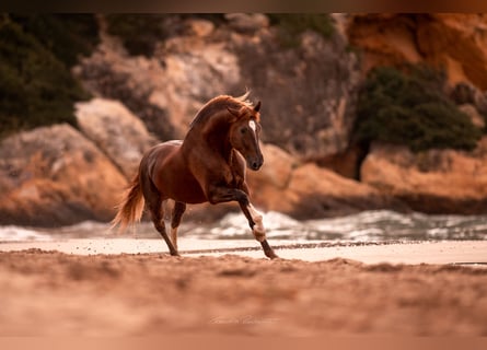 PRE, Stallone, 12 Anni, 178 cm, Sauro scuro