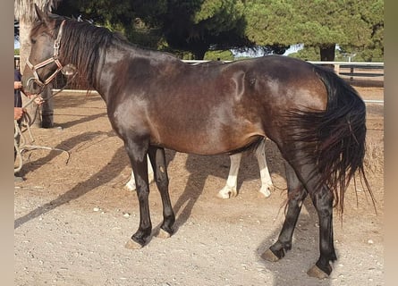 PRE Blandning, Sto, 14 år, 162 cm, Brun