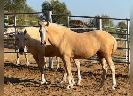 PRE Blandning, Sto, 2 år, Palomino