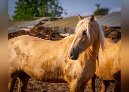 PRE, Sto, 3 år, 160 cm, Palomino