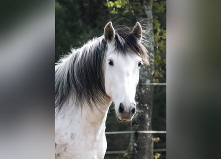 PRE Mix, Stute, 10 Jahre, 158 cm, Schimmel