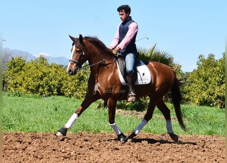 PRE, Stute, 10 Jahre, 160 cm, Fuchs