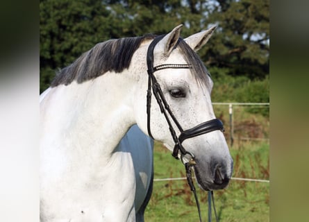PRE Mix, Stute, 10 Jahre, 161 cm, Schimmel