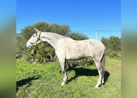 PRE Mix, Stute, 10 Jahre, 168 cm, Schimmel