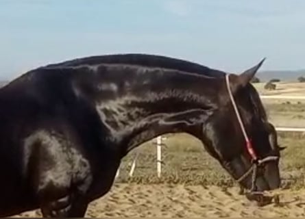 PRE, Stute, 11 Jahre, 168 cm, Rappe