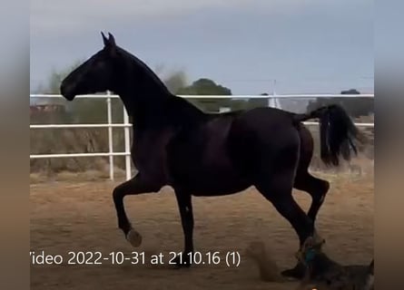 PRE, Stute, 11 Jahre, 168 cm, Rappe