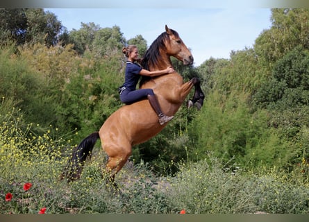 PRE Mix, Stute, 12 Jahre, 151 cm, Falbe