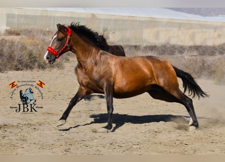 PRE Mix, Stute, 12 Jahre, 160 cm, Brauner