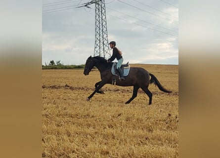 PRE, Stute, 12 Jahre, 162 cm, Rappe