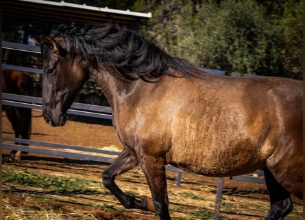 PRE Mix, Stute, 12 Jahre, 162 cm, Rappe