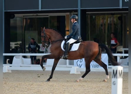 PRE, Stute, 12 Jahre, 169 cm, Brauner