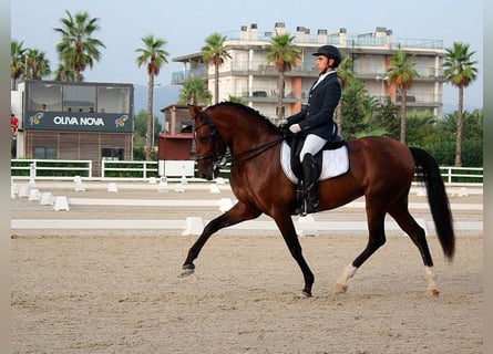 PRE Mix, Stute, 12 Jahre, 169 cm, Brauner