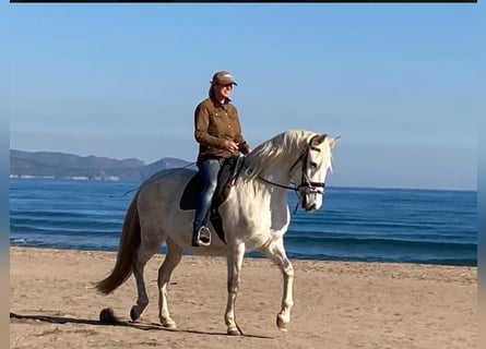 PRE Mix, Stute, 13 Jahre, 163 cm, Apfelschimmel
