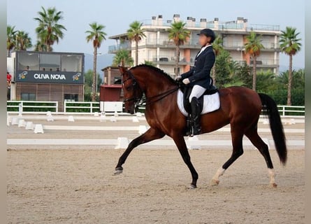 PRE Mix, Stute, 13 Jahre, 169 cm, Brauner