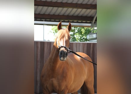 PRE Mix, Stute, 14 Jahre, 158 cm, Fuchs