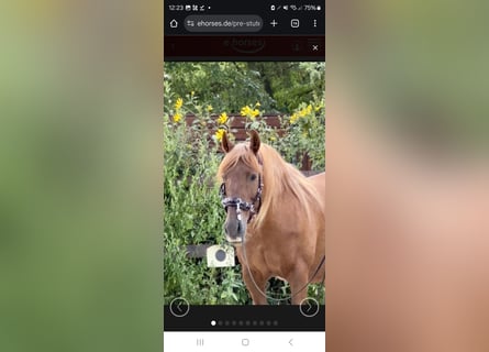 PRE Mix, Stute, 15 Jahre, 158 cm, Fuchs