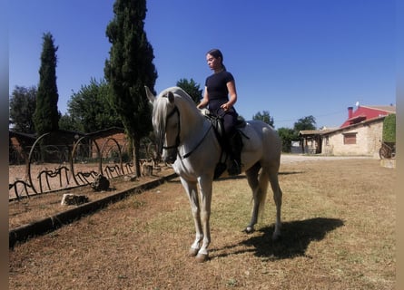 PRE Mix, Stute, 16 Jahre, 152 cm, Schimmel