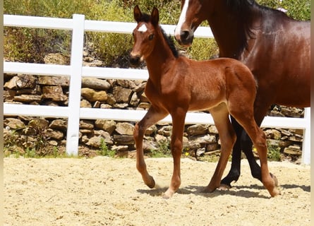 PRE, Stute, 1 Jahr, 125 cm, Brauner