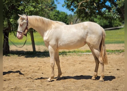 PRE Mix, Stute, 1 Jahr, 135 cm, Perlino