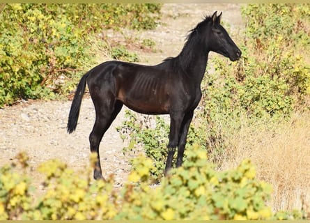 PRE, Stute, 1 Jahr, 138 cm, Rappe