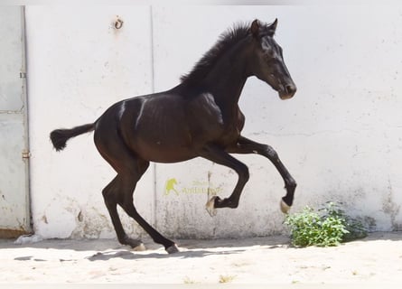 PRE, Stute, 1 Jahr, 139 cm, Rappe