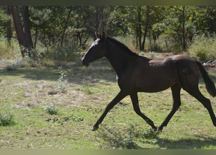 PRE, Stute, 1 Jahr, 140 cm, Rappe