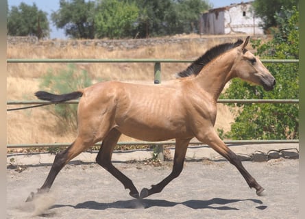 PRE Mix, Stute, 1 Jahr, 150 cm, Falbe