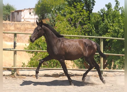 PRE Mix, Stute, 1 Jahr, 150 cm, Rappe